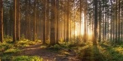 Een bos met zonnestralen door de bomen